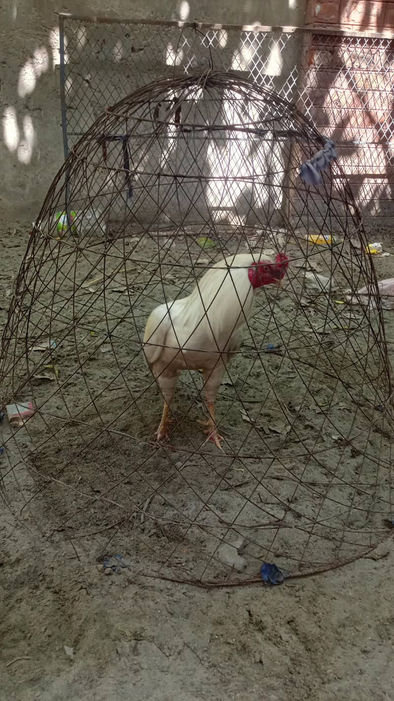 اسیل ہیرا اور دیسی مرغے فروخت کے لیے 1