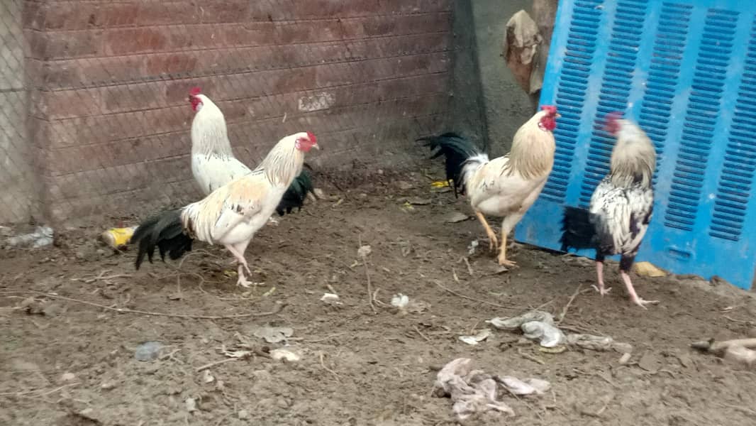 اسیل ہیرا اور دیسی مرغے فروخت کے لیے 2