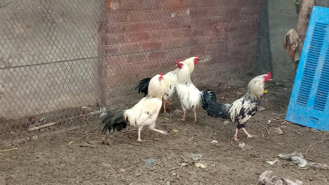 اسیل ہیرا اور دیسی مرغے فروخت کے لیے 3