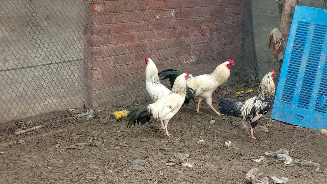 اسیل ہیرا اور دیسی مرغے فروخت کے لیے 4