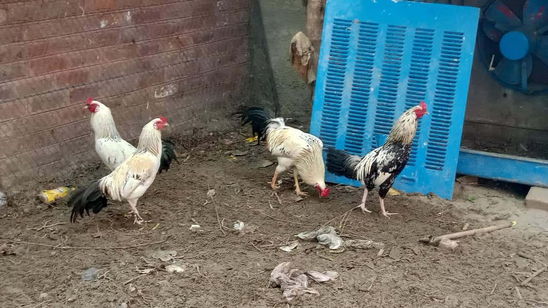 اسیل ہیرا اور دیسی مرغے فروخت کے لیے 5