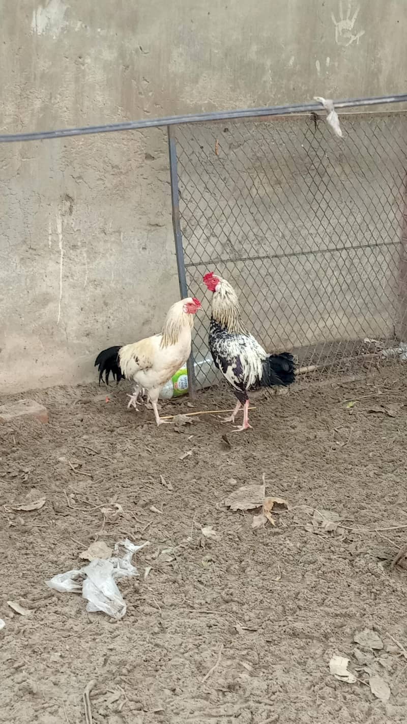 اسیل ہیرا اور دیسی مرغے فروخت کے لیے 6