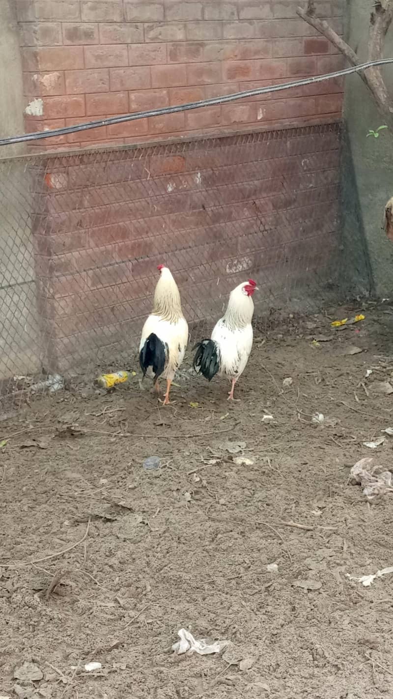 اسیل ہیرا اور دیسی مرغے فروخت کے لیے 7