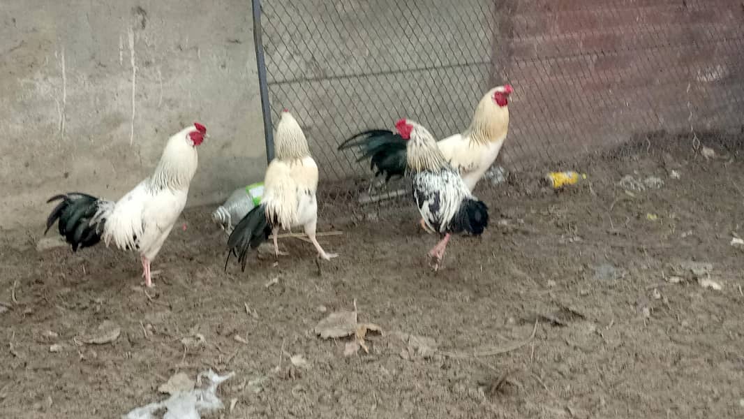 اسیل ہیرا اور دیسی مرغے فروخت کے لیے 8