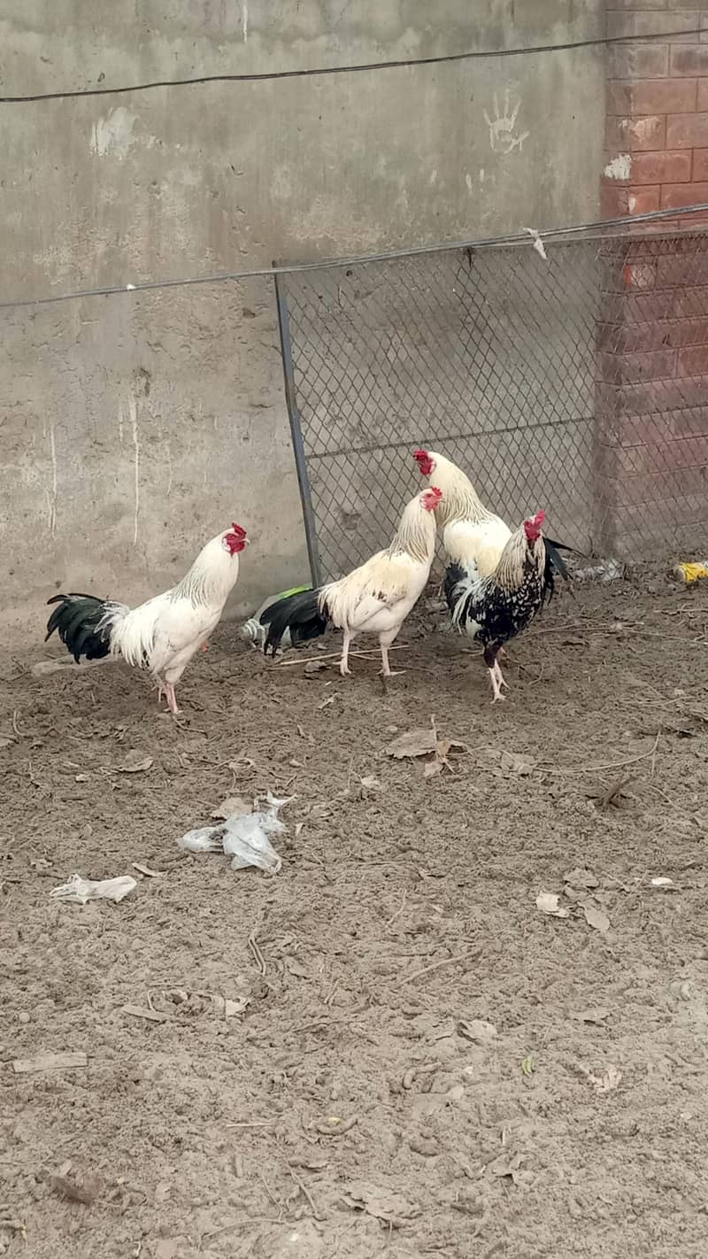 اسیل ہیرا اور دیسی مرغے فروخت کے لیے 9