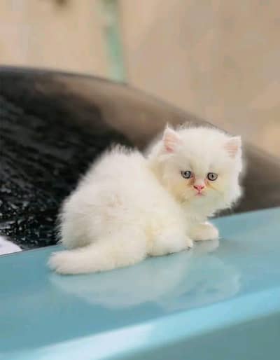 Cat Persian Persian kittens Blue eyes long hair 03/40\58/786\97