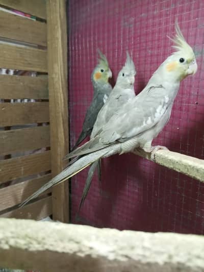 Cocktail Parrot's Or Australian Parrots For Sale
