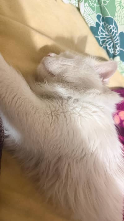 triple coated male Persian cat