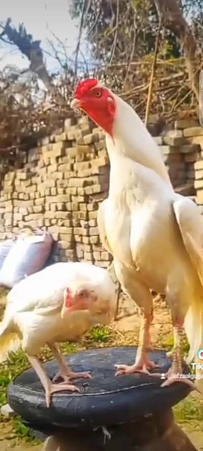 Heera Aseel Eggs For sale