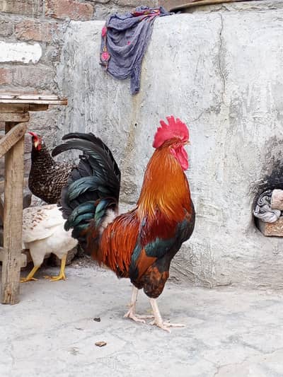 1 murgha or 2 murghiyaan