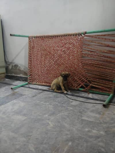 afghan kuchi double body for sell