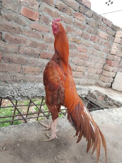 peela. high. kawalti . white. nok . nali. . one. . eye