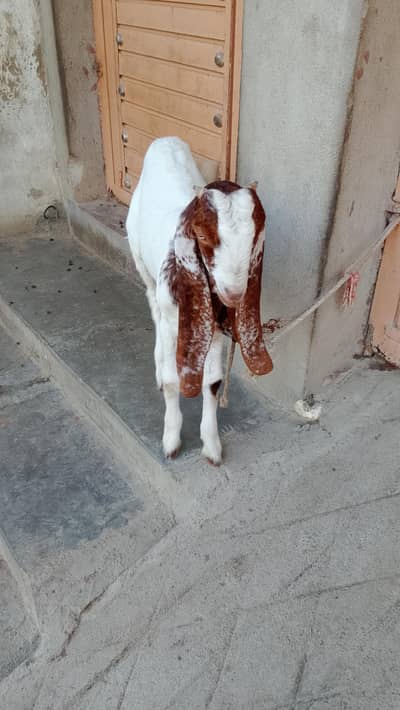 goats available for sale