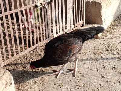 Aseel Hen/Murga /Boska Breader/Hint 2.5years Breader Hen/1