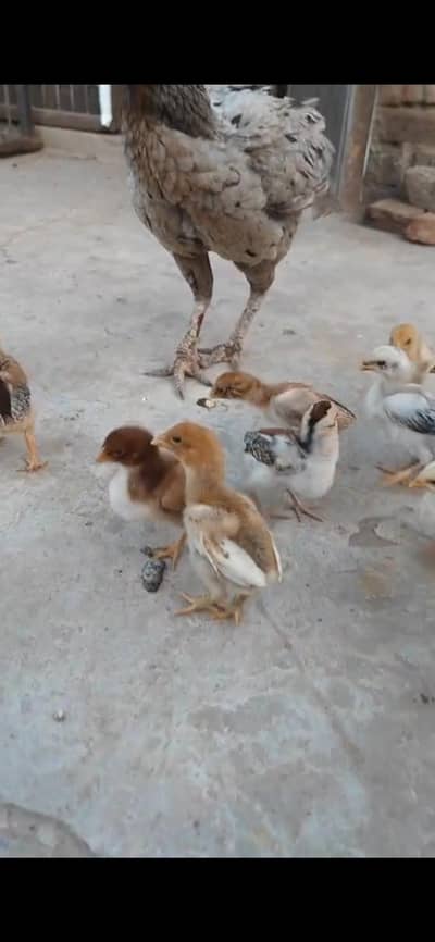 aseel murgi chicks costly Chicks for sale guarantee parents