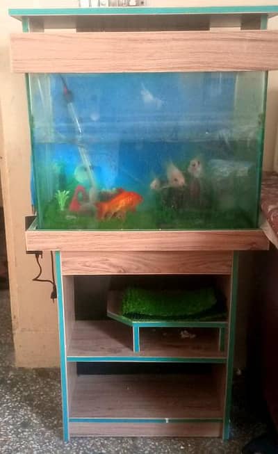 Fish aquarium for sale with 5 fishes gold and koi fish present in aqu