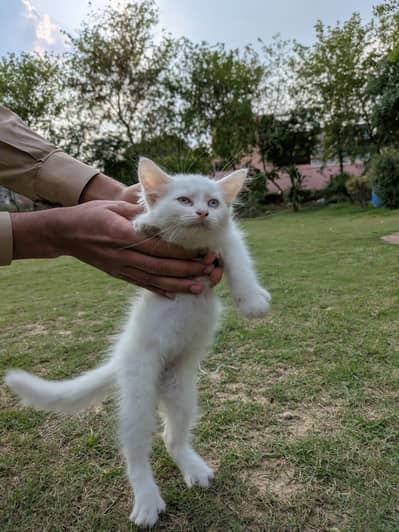 Persian cat