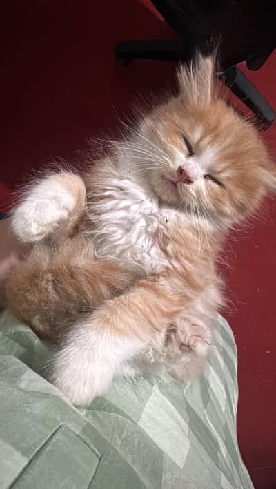 Persian Triple Coated Kittens