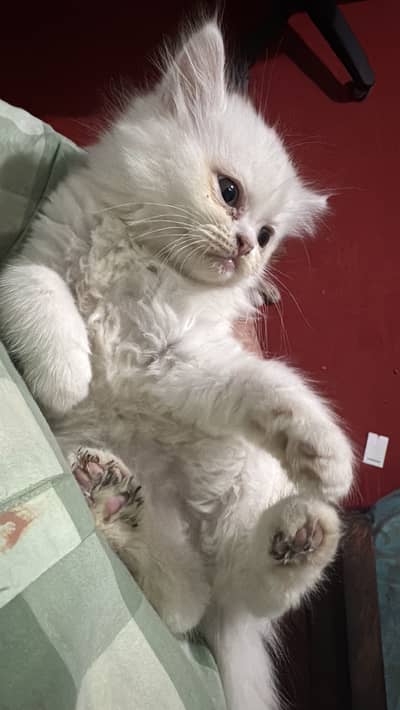 Persian Triple Coated Kittens