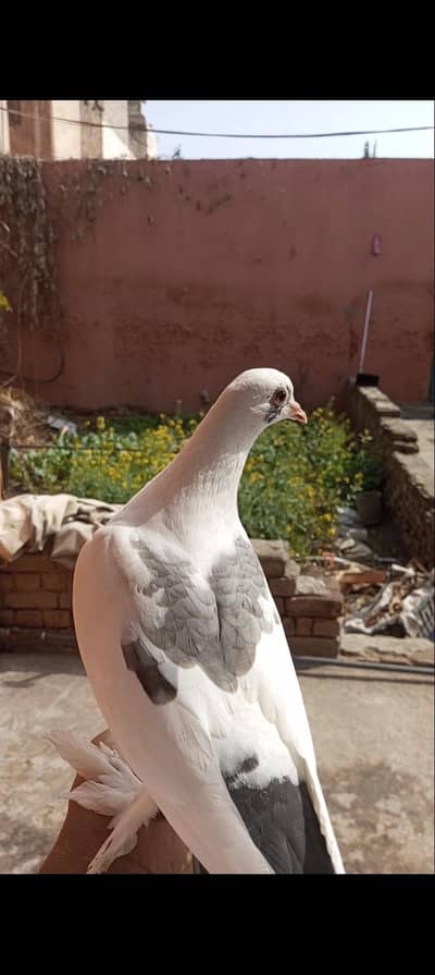 Hand Tame Kabootar For Sale