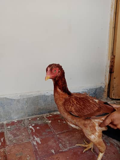 amergency need money 