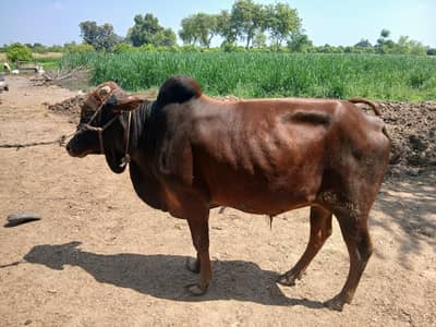 beautiful bull