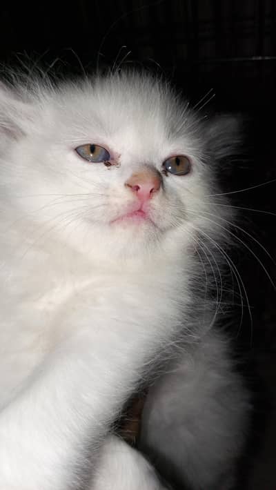 Persian kittens for sale