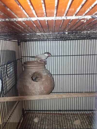 2 pair fawn java with checks with handi