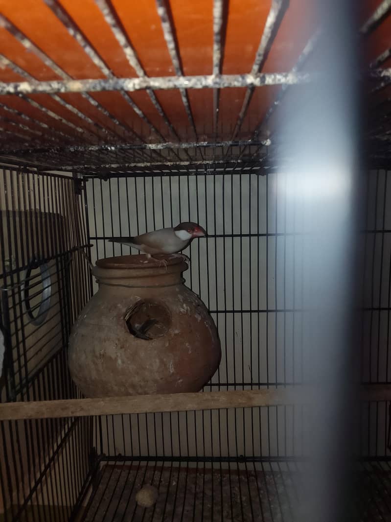 2 pair fawn java with checks with handi 1