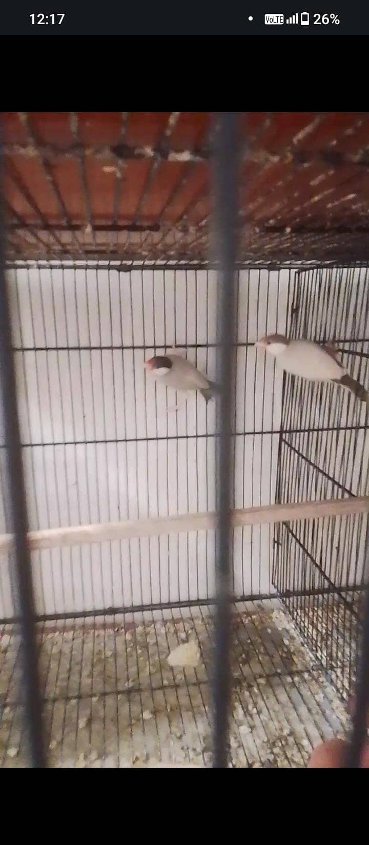 2 pair fawn java with checks with handi 2