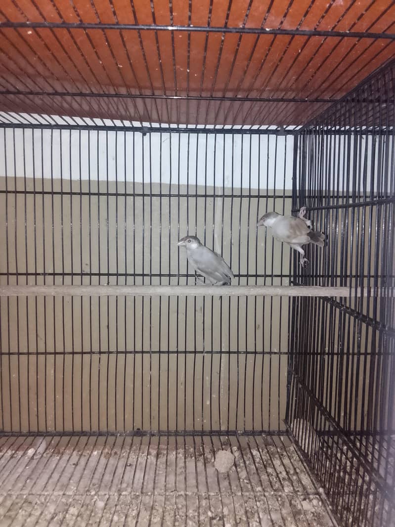 2 pair fawn java with checks with handi 3