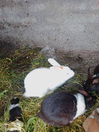 Rabits for sale