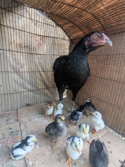 aseel sindhi chicks