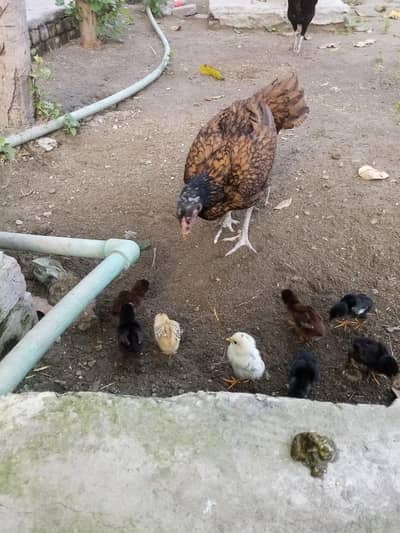 kurak wali Madi kali or . 10 chuzain 1 Madi. 03226575976