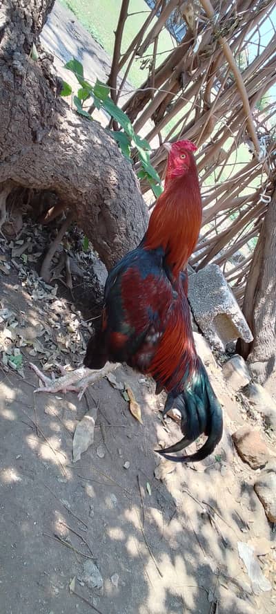 lakha Aseel Murgah for sale Whatsapp contact me 03231581923