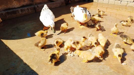 Beautiful Duckling (بطخ کے بچے)