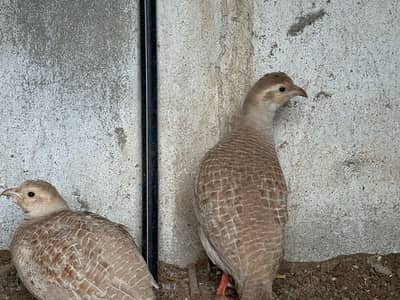 Silver breeder male for sale