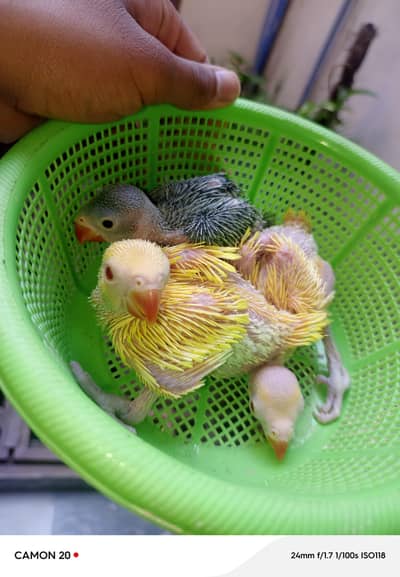 parrot chicks
