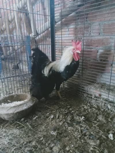 Dandarawi/Dhandarvi/Old Egyptian/foyumi