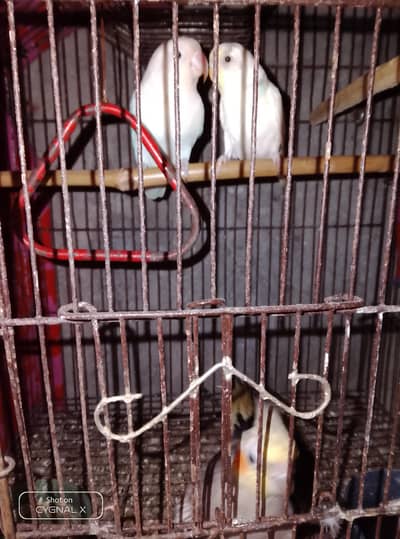 parrat urgent sale h