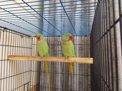 Raw Parrot 15 Months Old Healthy for Sale – 45,000 PKR