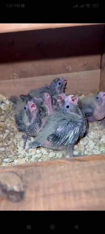 Cocktaile,budgies and love birds chicks available