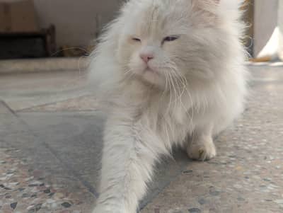 High quality Persian male cat For sale