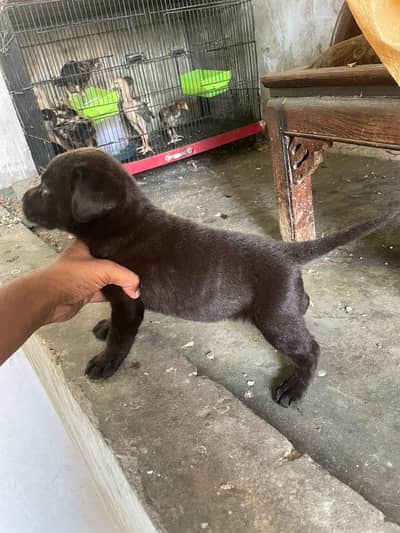 brithish labrador puppy heavy bone structure 03243071070
