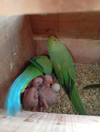 Ring Neck Adult Breeder Pair With Chicks For Sale. .