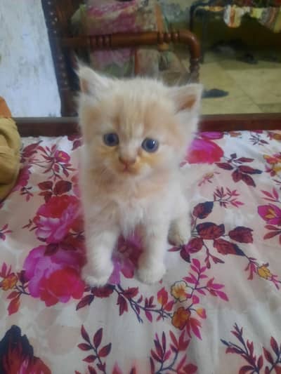 pesian kitten 3 kot