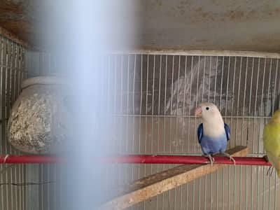 Breeder Love Birds Opline , Albino, Pastelino