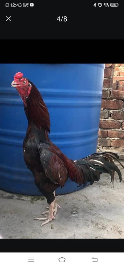 Top quality aseel male