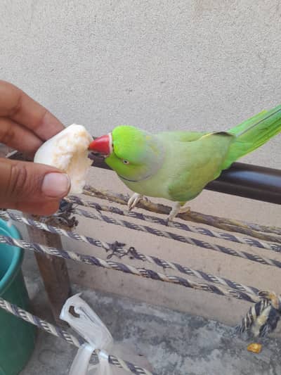 khobsurat mitho friendly