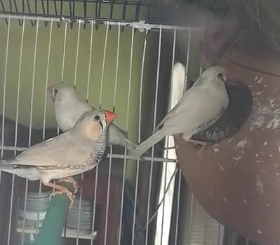 zebra finches